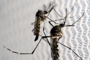 Butantan produzirá vacina contra chikungunya no Brasil