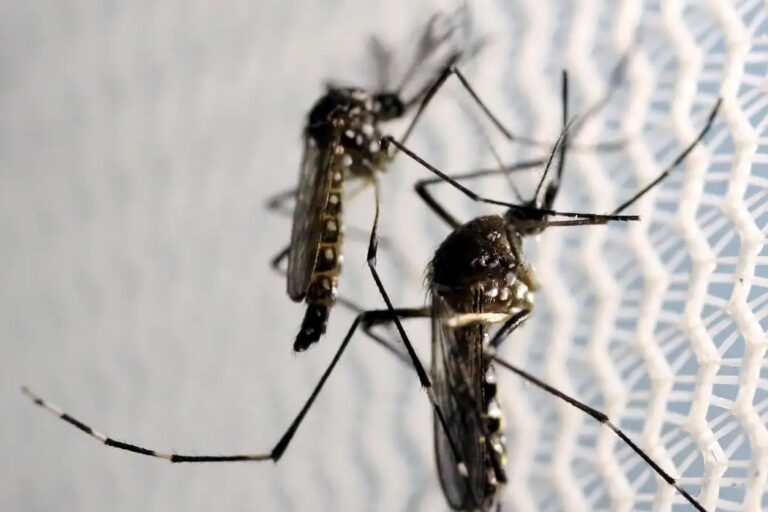 Butantan produzirá vacina contra chikungunya no Brasil