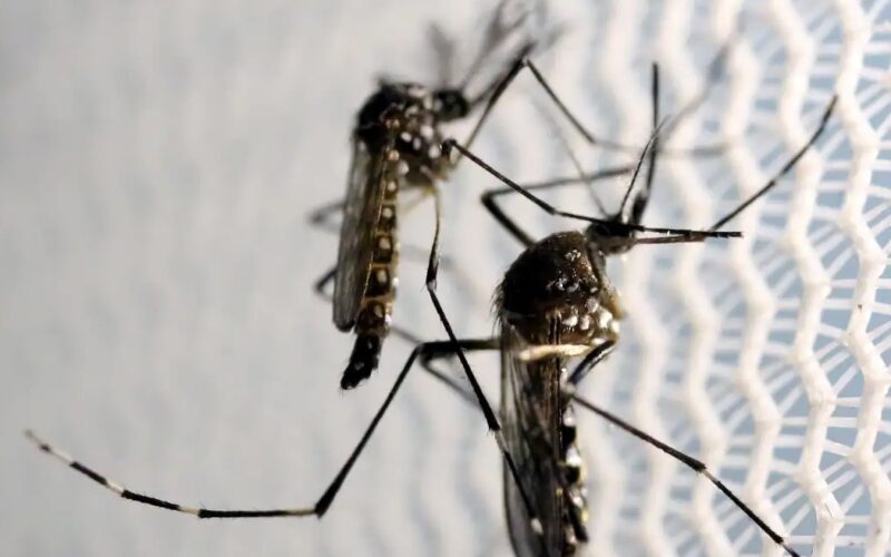Butantan produzirá vacina contra chikungunya no Brasil