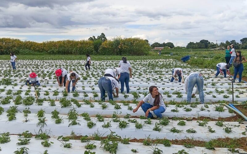 Mulheres no Campo certifica mais de 100 em Brazlândia