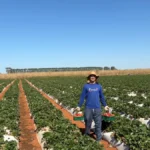 Agricultor familiar: o herói anônimo do DF