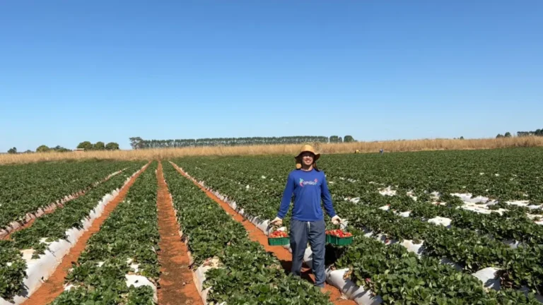 Agricultor familiar: o herói anônimo do DF